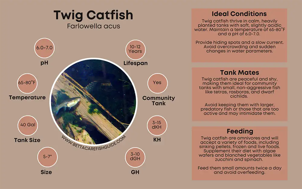 twig catfish care sheet