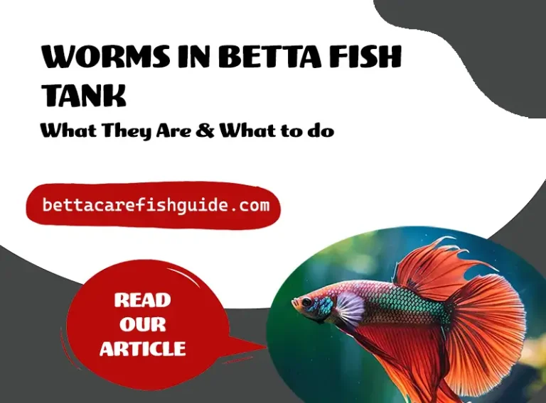 worms in betta fish tank