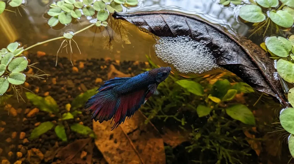 Male betta fish guarding a bubble nest anchored against a floating Indian almond leaf