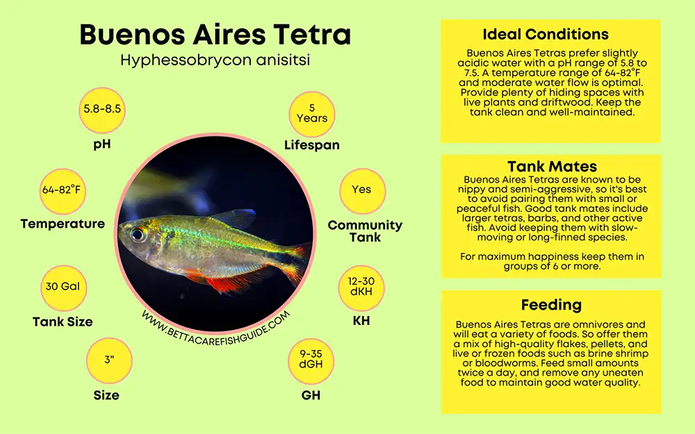 buenos aires tetra care sheet