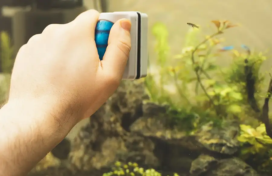 Male hand cleaning aquarium using magnetic cleaner