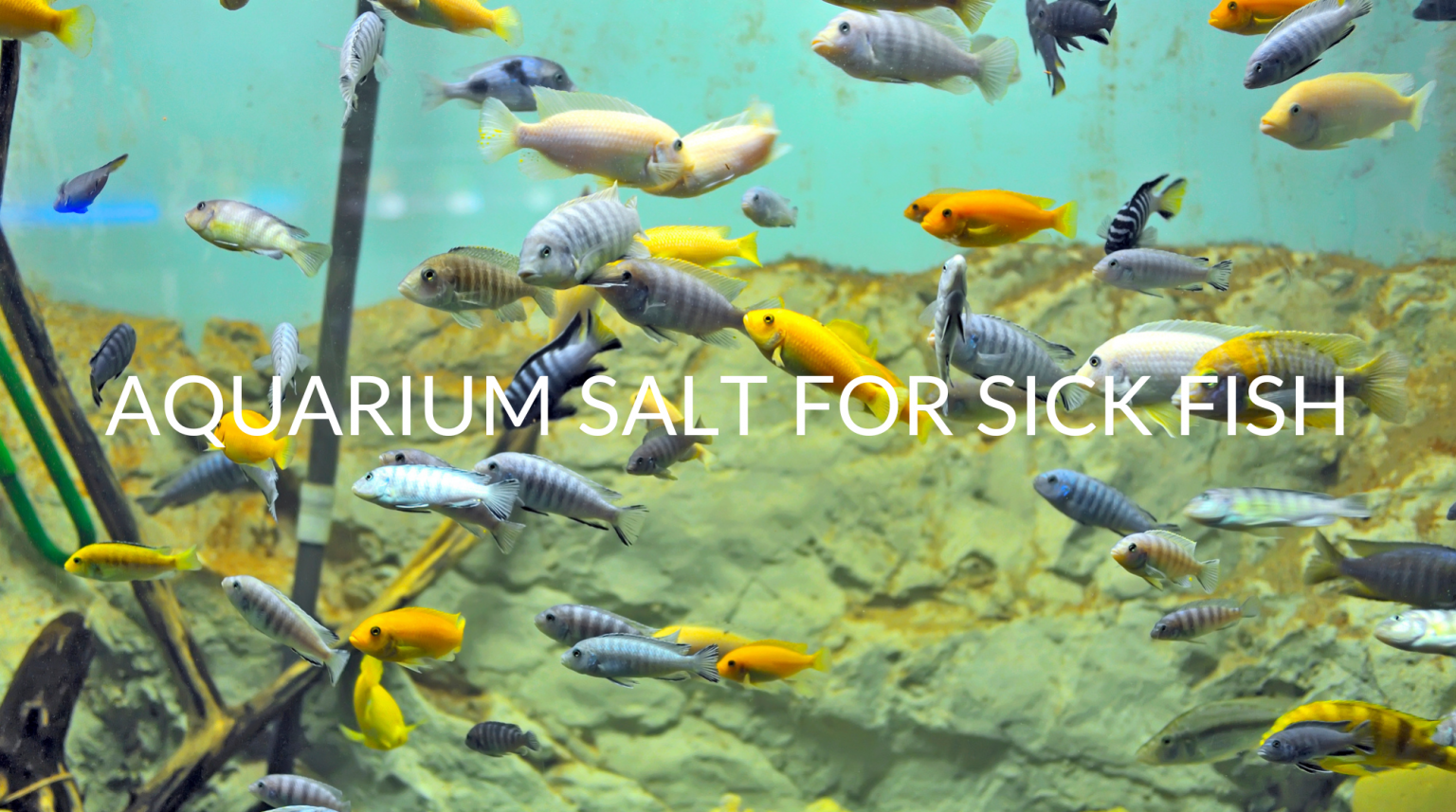 How To Use Aquarium Salt For Sick Fish