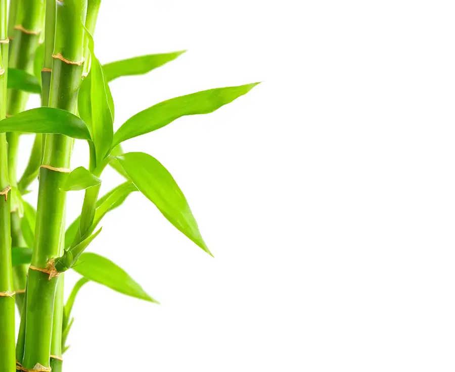 bamboo background with copy space
