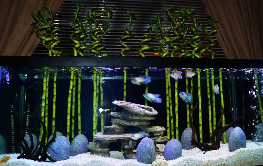 bamboo in aquarium