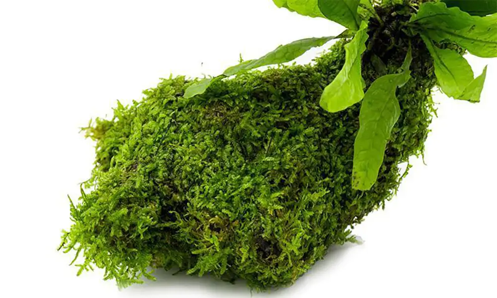 christmas moss on driftwood