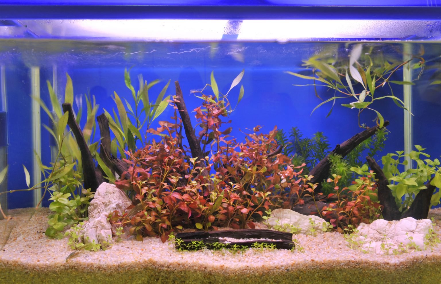 Fish Tank Gravel How to Clean it Properly Betta Care Fish Guide