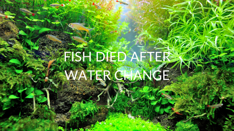 water change,fish died