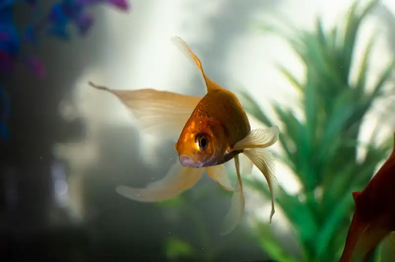 Goldfish in aquarium