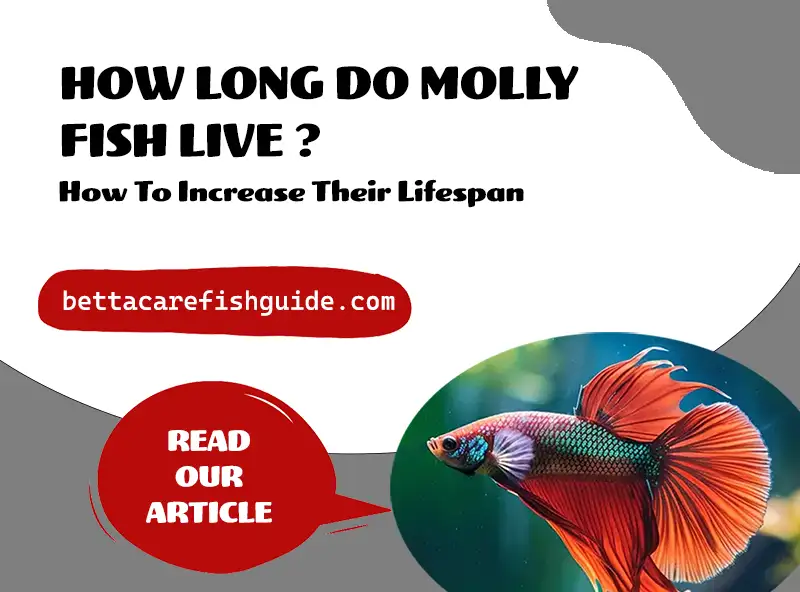 How Long Do Molly Fish Live (& How To Increase Their Lifespan)