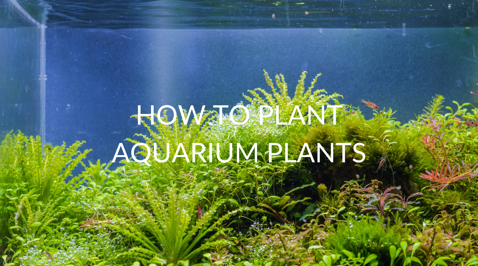 How To Plant Aquarium Plants