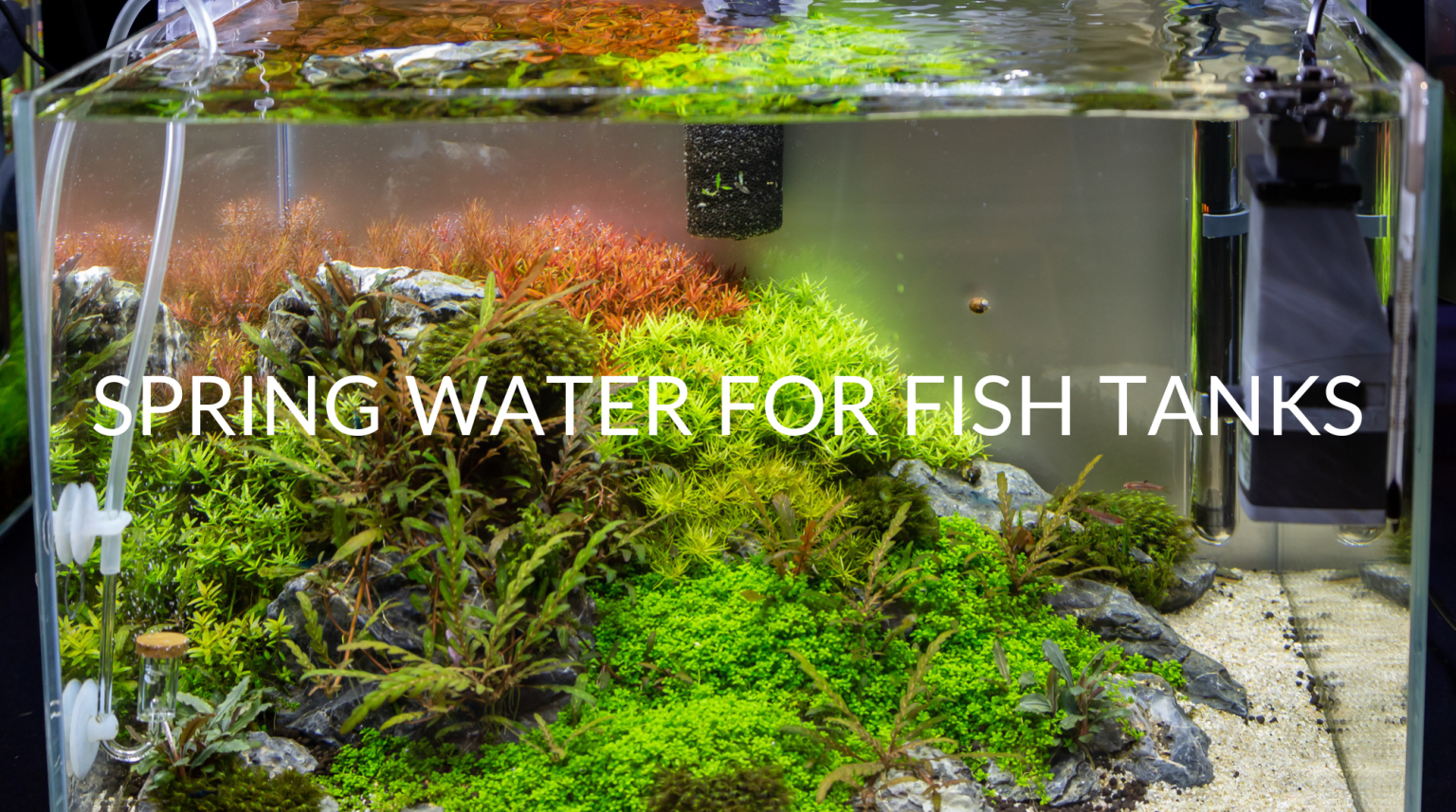 Spring Tank Studio 3 Pros & 4 Cons Of Spring Water For Fish Tanks