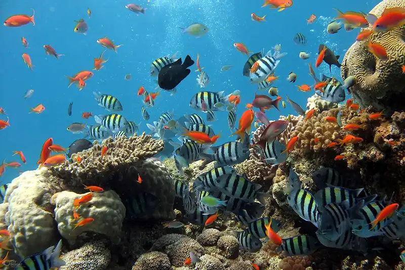 tank overcrowded
