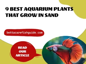 9 best aquarium plants that grow in sand