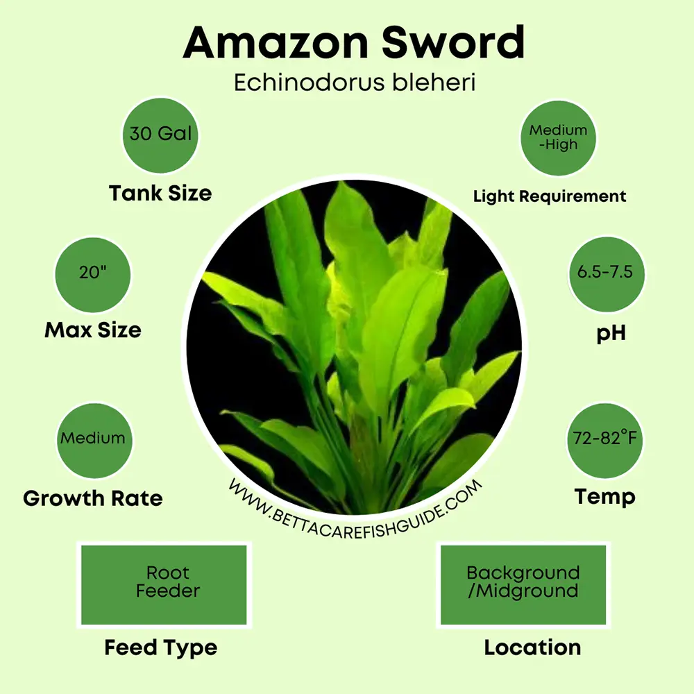 amazon sword care sheet