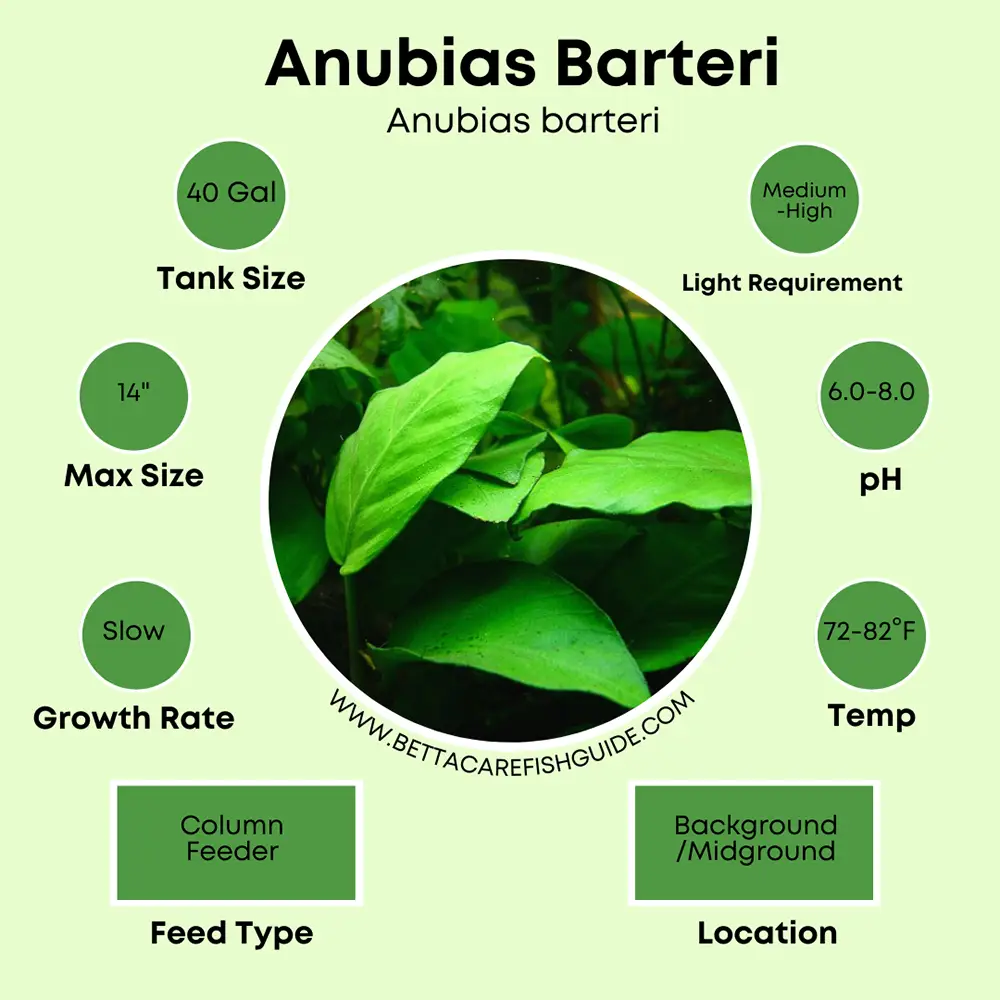 anubias barteri care sheet