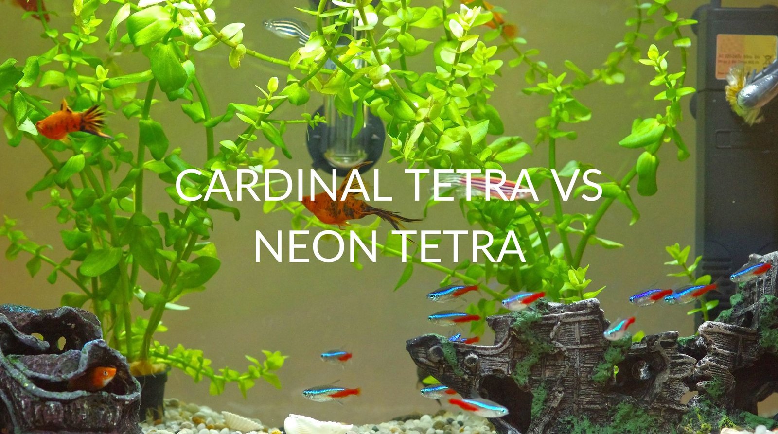 Which is the Better Tetra: Cardinal or Neon?