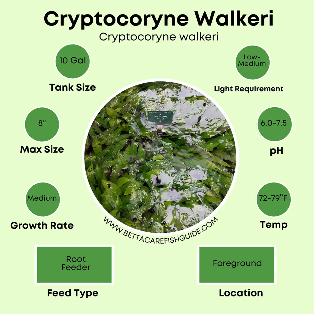 cryptocoryne wendtii care sheet