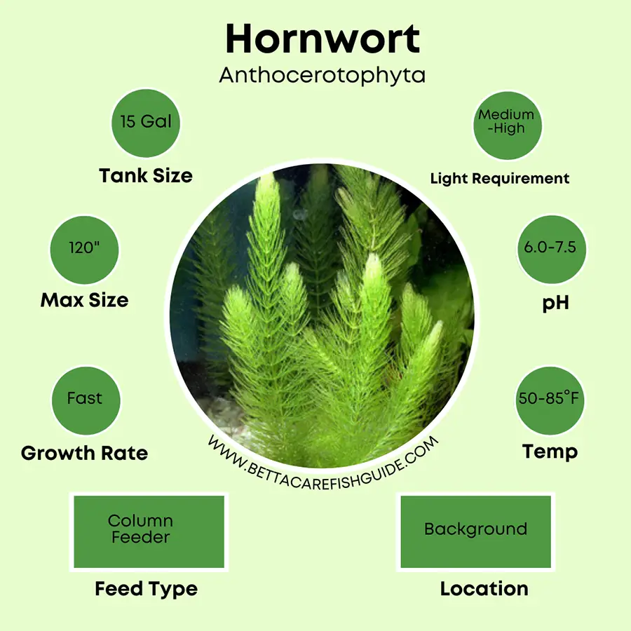 hornwort care sheet