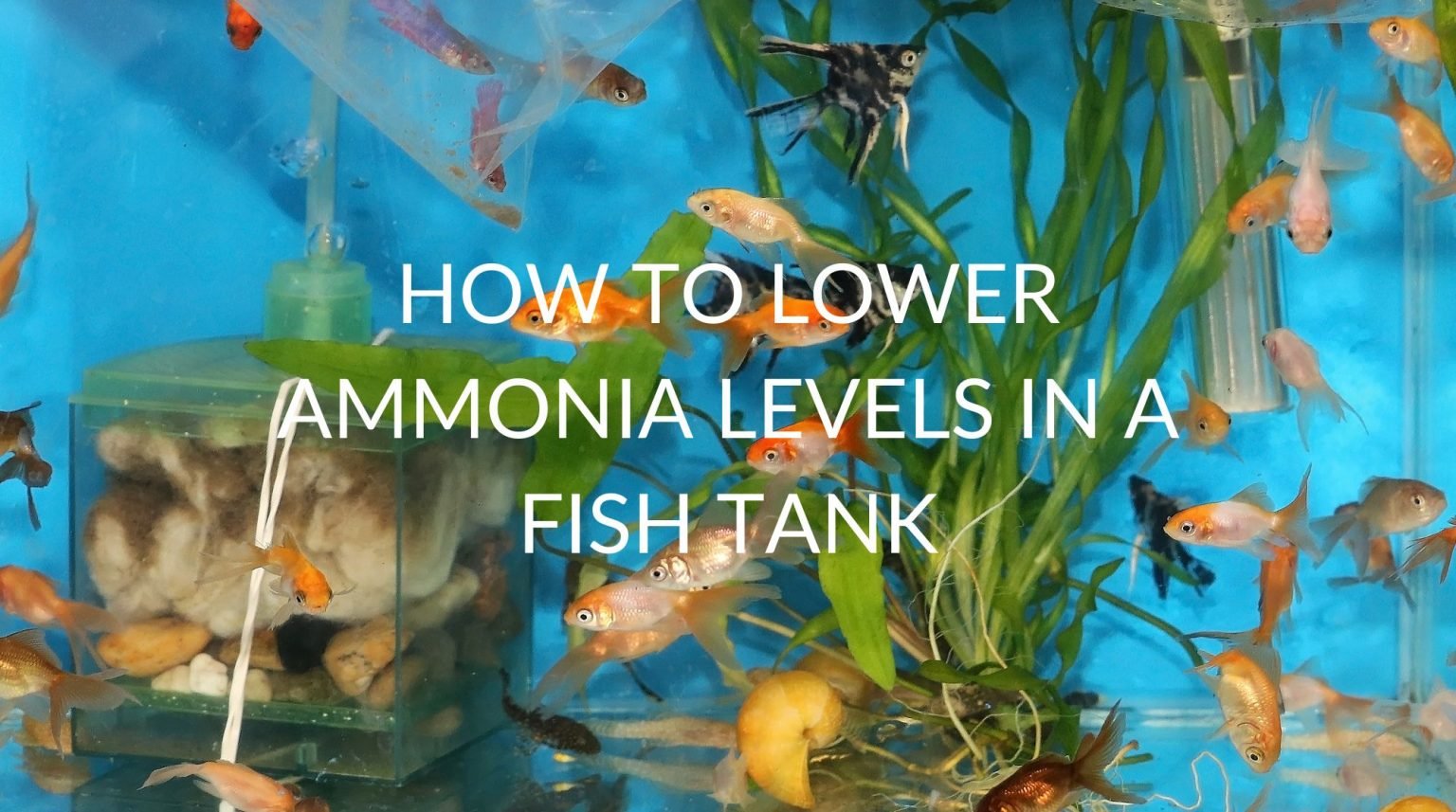 Photo inspiration: Fresh Look at The Ultimate Guide To Keeping Ammonia Levels Low In Your