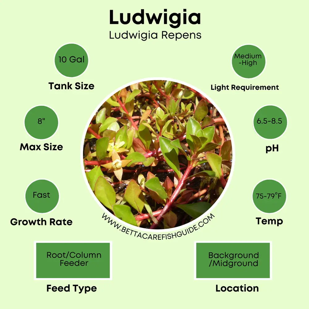 ludwigia care sheet