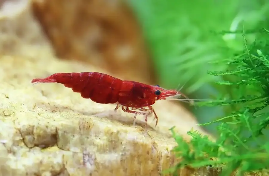 shrimp in planted aquarium