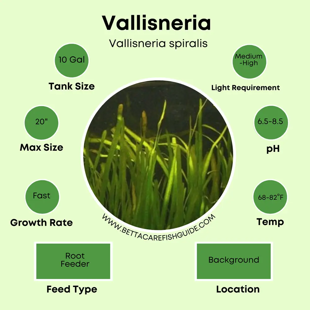 vallisneria caresheet