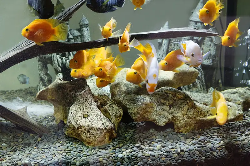 yellow fish in aquarium