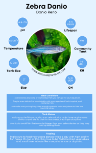 51 Best Community Fish For Your Tank (& Care Guides) - Betta Care Fish ...