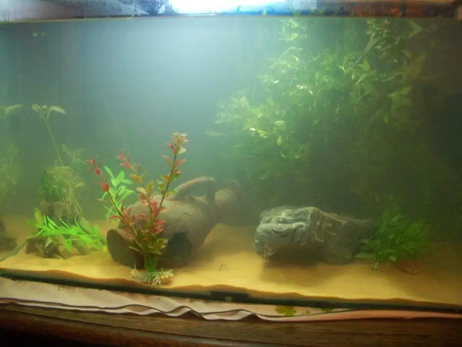 cloudy water in a fish tank