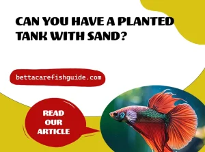 can you have a planted tank with sand