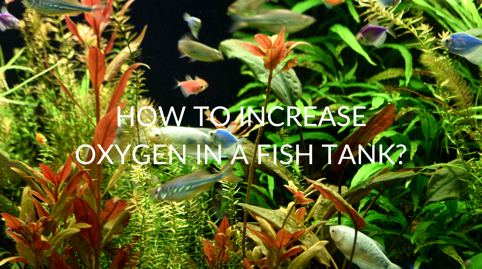 Breathe Easy: 7 Tips for Increasing Oxygen in Your Fish Tank
