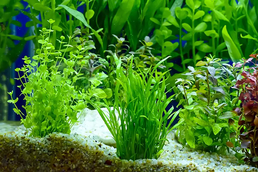 water plant or aquatic plant or aquatic weed