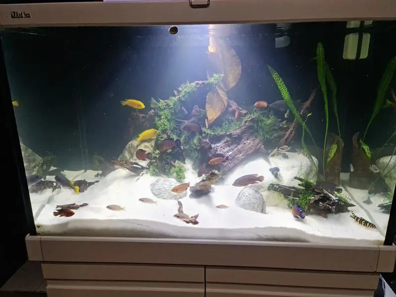 aquarium with sand