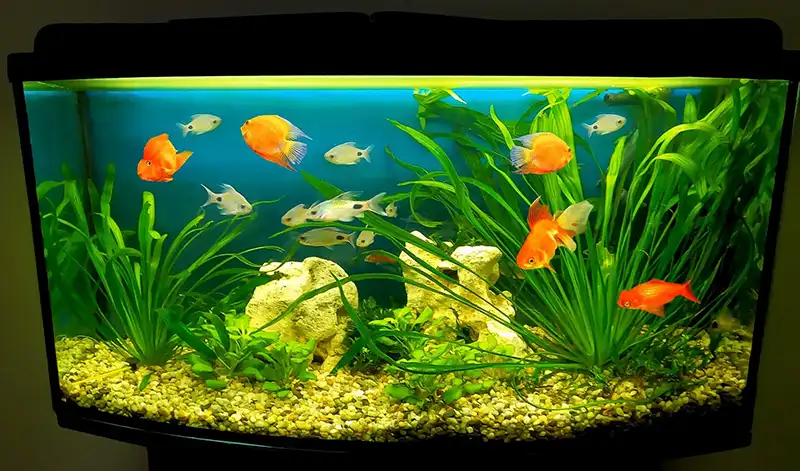 goldfishes in aquarium