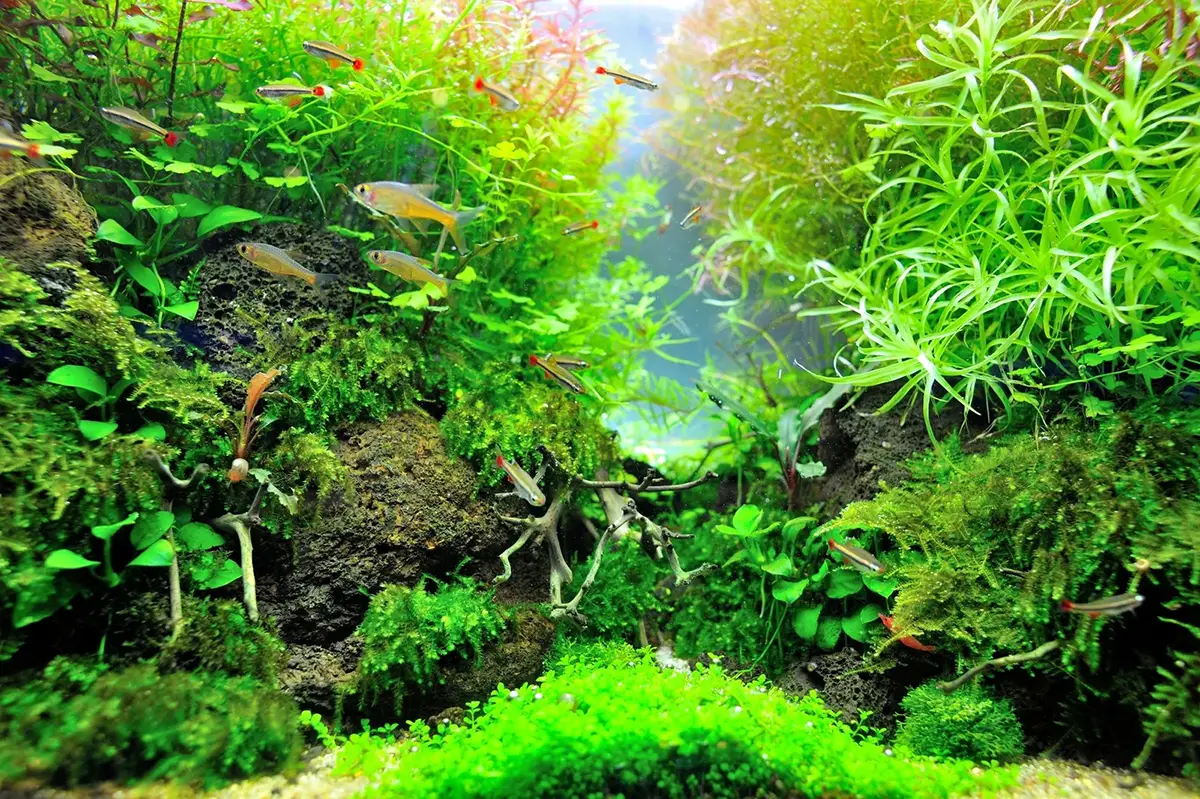 A beautiful planted aquarium featuring lush green Christmas moss and Java moss covering rocks and driftwood, with a school of small tetra fish swimming by.