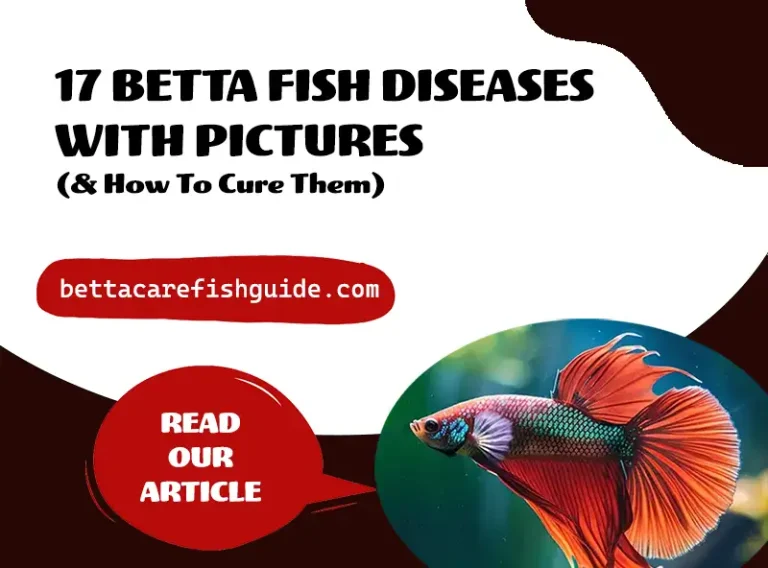 17 betta fish diseases with pictures