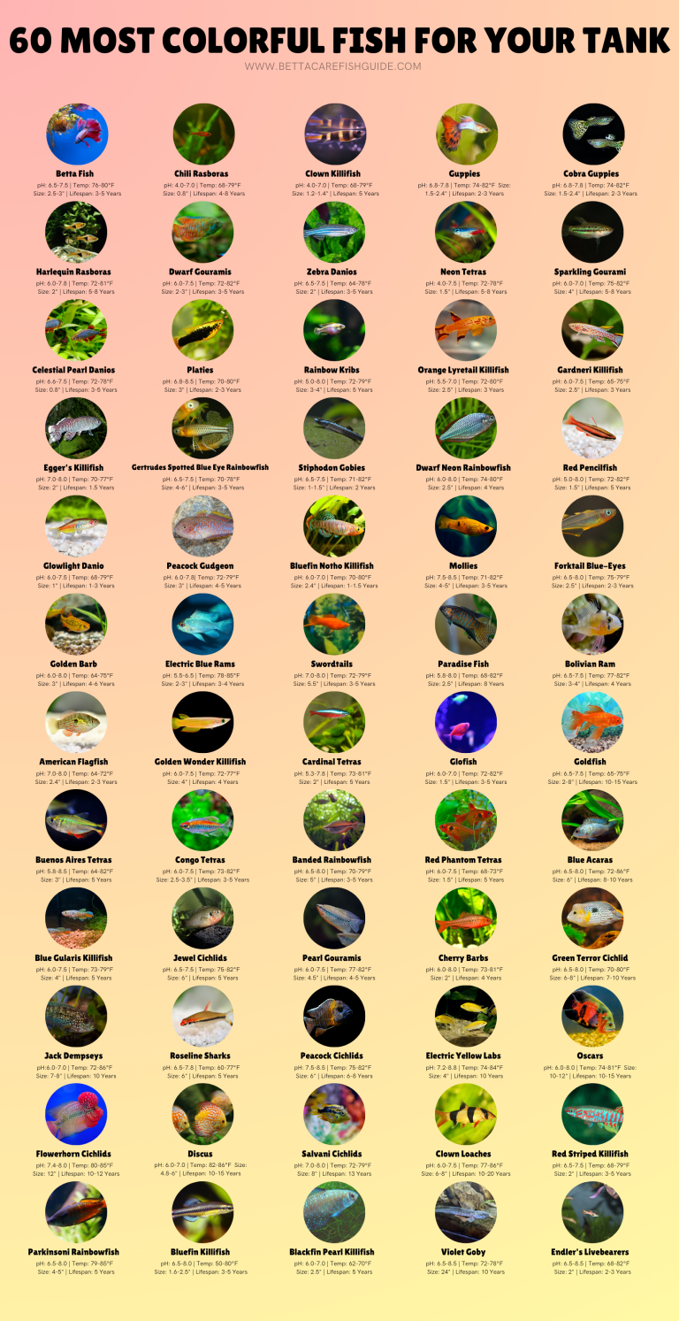 60 MOST COLORFUL FISH FOR YOUR TANK1