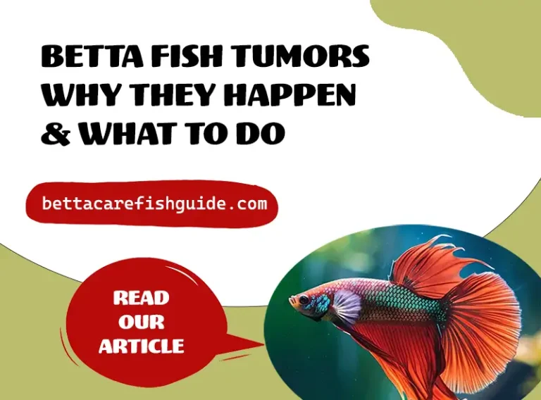 Betta Fish Tumor Guide
