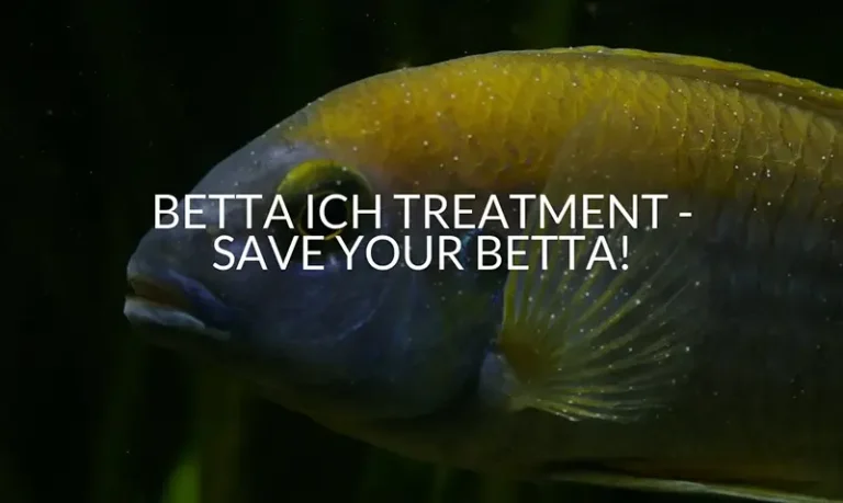 Betta Ich Treatment - Save Your Betta!.jpg