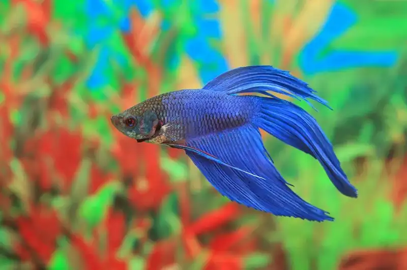 betta splendens of blue color