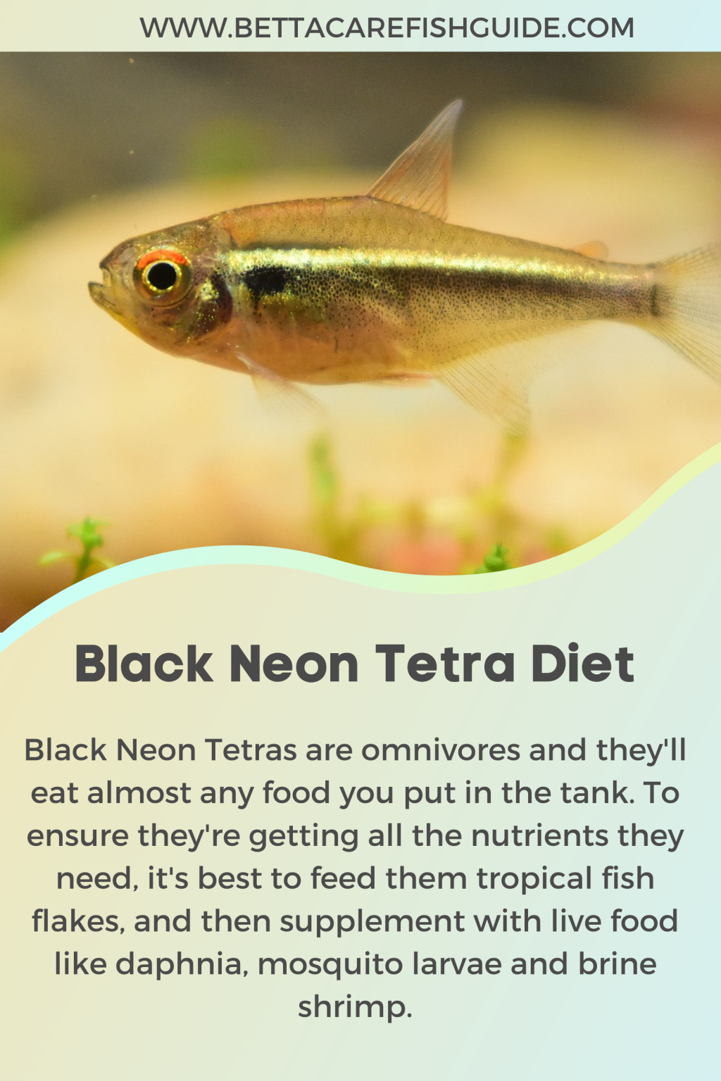 Picture of Neon Tetra Care Guide: Tank Mates, Health, Diet & Setup