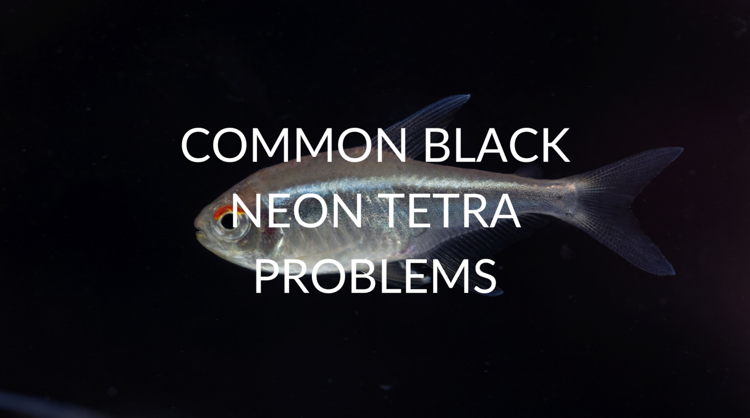 Curated visual reference: Fresh Look at 12 Common Black Neon Tetra Health Issues And Treatments