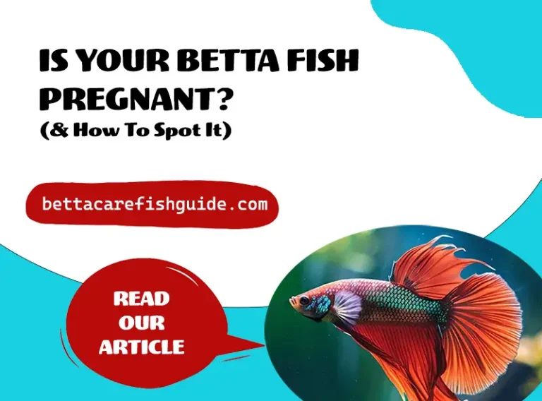 is your betta fish pregnant