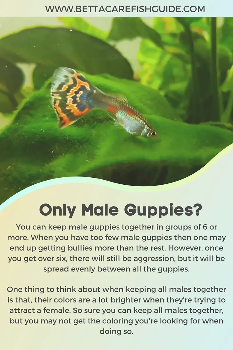 keeping male guppies