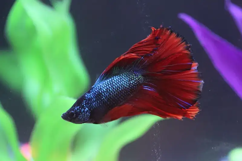 bett fish swim
