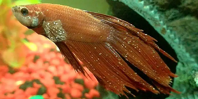 betta ich
