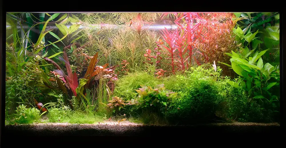 fragment of aquarium full of water plants