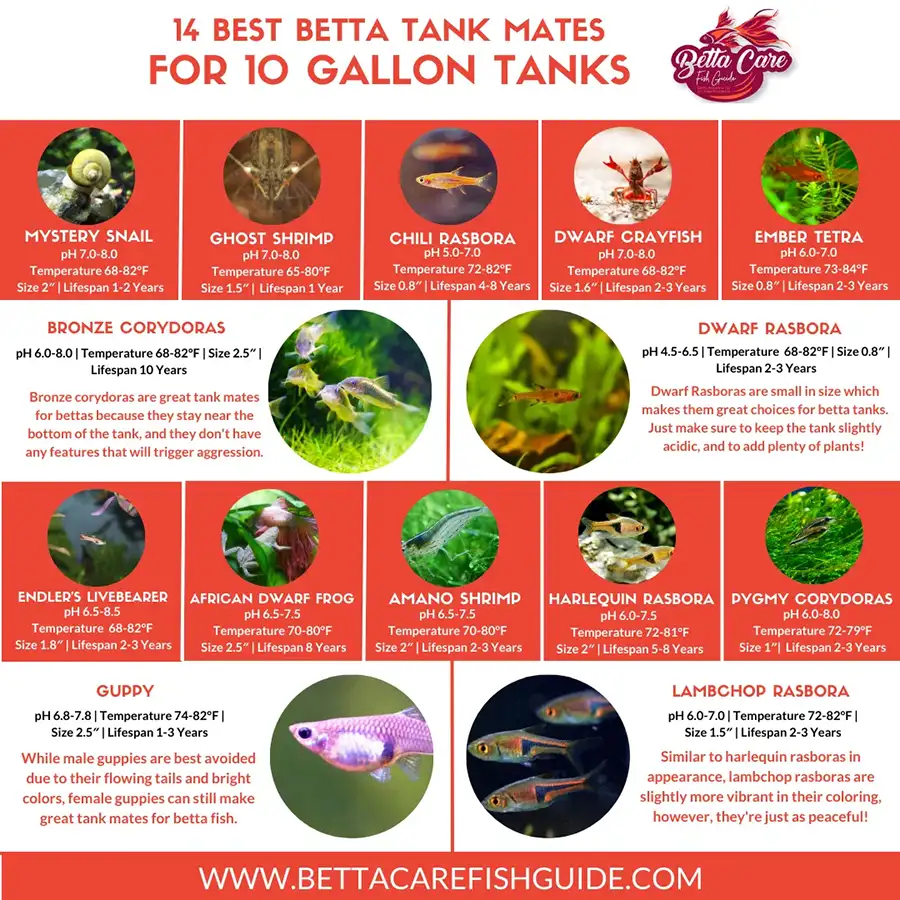 14 best betta tank mates 2