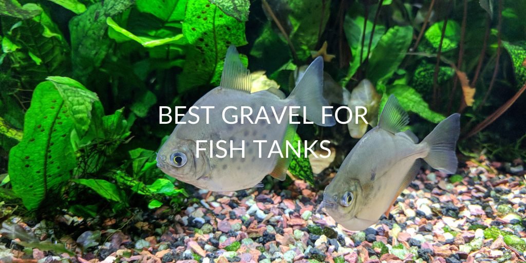 7 Best Gravel's For Fish Tanks & What To Look For Betta Care Fish Guide