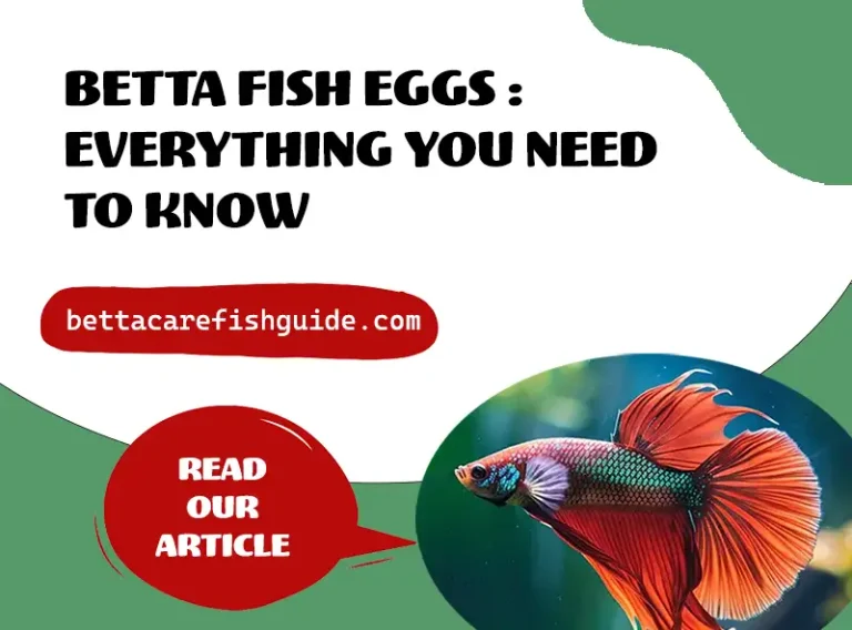 betta fish eggs everything you need to know